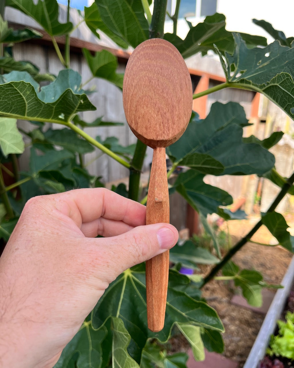 California Sycamore Spoon